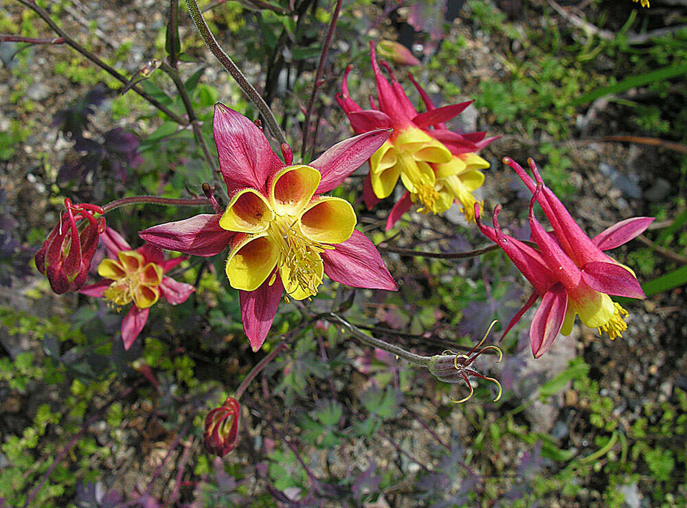 Image of columbine