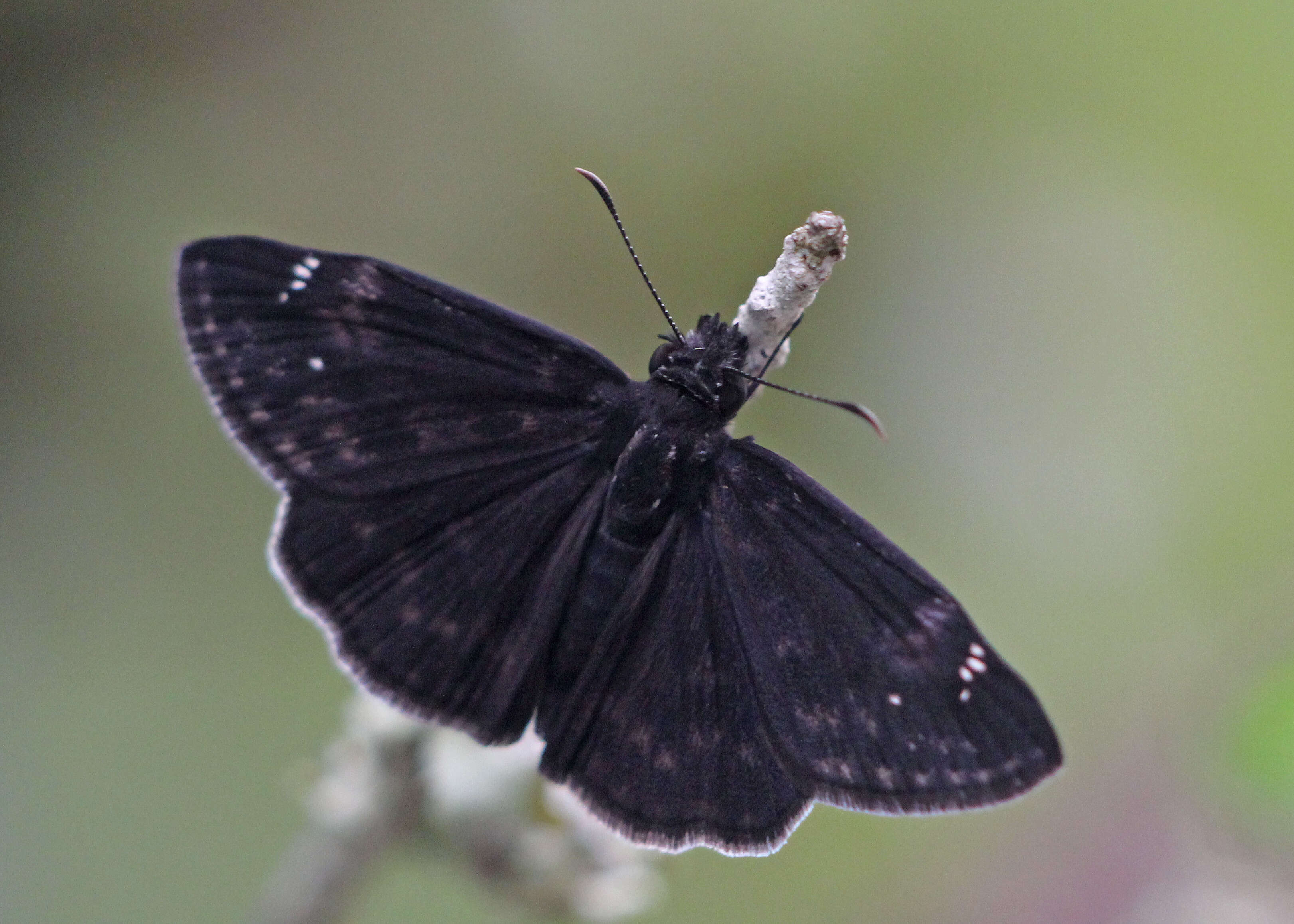 Image of Zarucco Duskywing