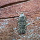Image of Brown house moth