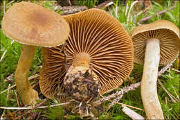 Слика од Cortinarius venetus (Fr.) Fr. 1838