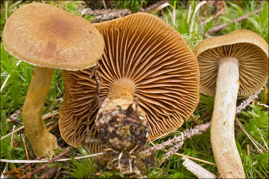 Image of Cortinarius venetus (Fr.) Fr. 1838