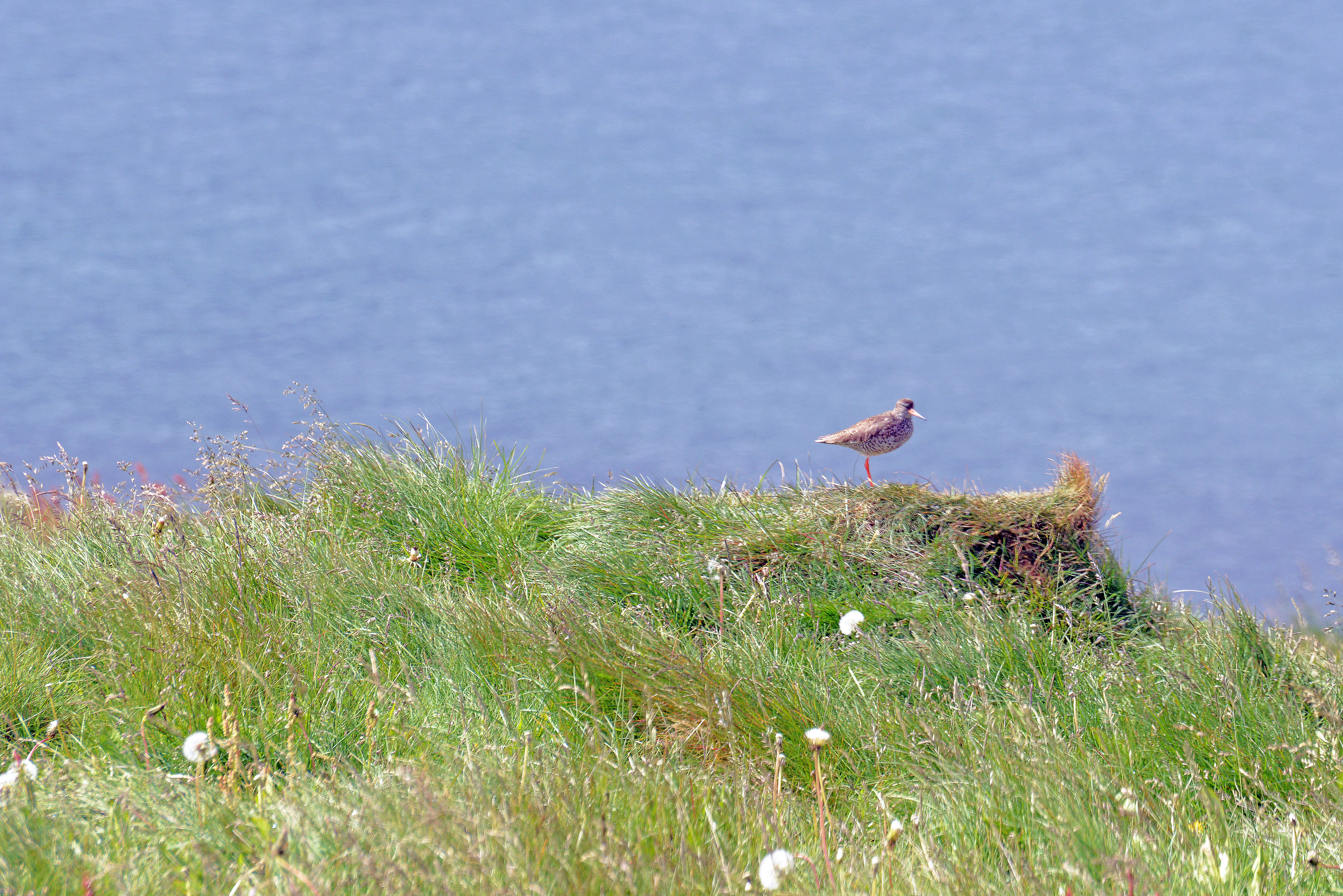 Image of Arctic Tern