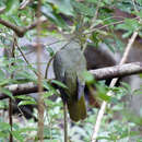Image of Taiwan Green-pigeon