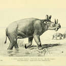 Image of Brontotherium ingens