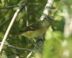 Vireo bellii Audubon 1844 resmi