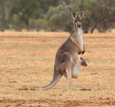 Image of red kangaroo