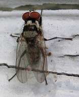 Image of Anthomyia oculifera Bigot 1885