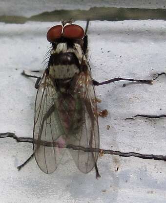 Image of root-maggot flies