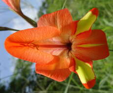 Image of Gladiolus decoratus Baker