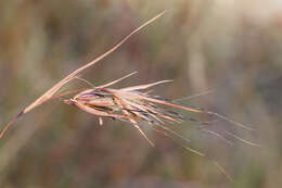 Image of kangaroo grass