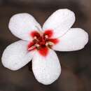 Image of Drosera closterostigma N. Marchant & Lowrie