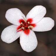 Imagem de Drosera closterostigma N. Marchant & Lowrie