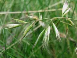 Plancia ëd Rytidosperma geniculatum (J. M. Black) Connor & Edgar