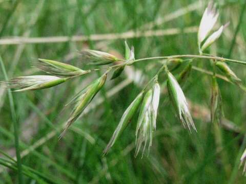 صورة Rytidosperma geniculatum (J. M. Black) Connor & Edgar