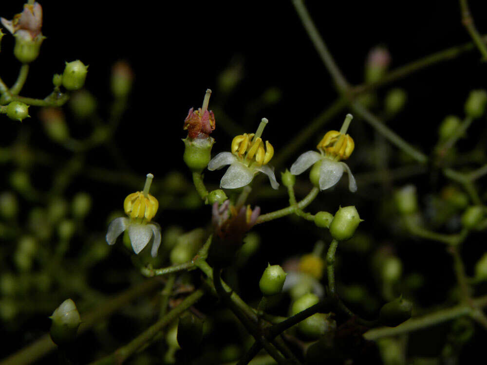 Image of Conostegia dissitiflora (Almeda) Kriebel