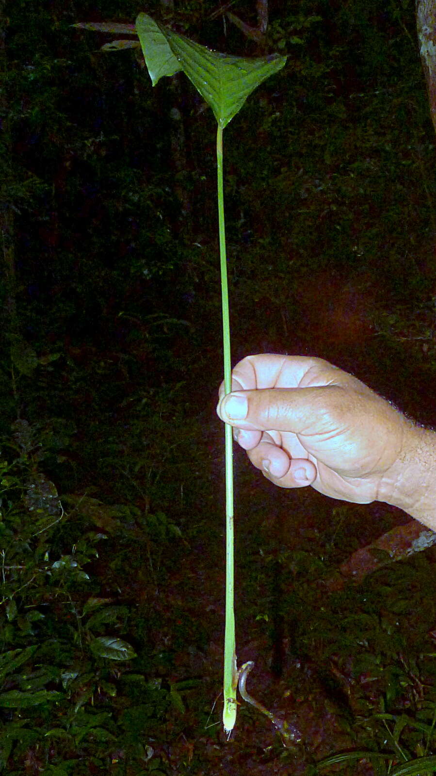 Image de Goeppertia brasiliensis (Körn.) Borchs. & S. Suárez