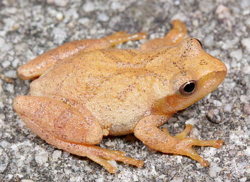 Image of Spring Peeper