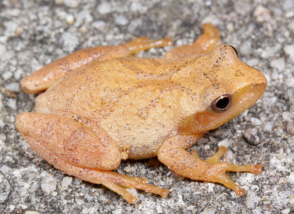 Image of Chorus Frogs