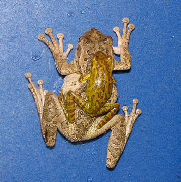 Image of Cuban Treefrogs