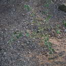 Chenopodium incanum (S Wats.) Heller的圖片
