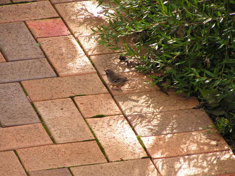 Image of White-browed Scrubwren