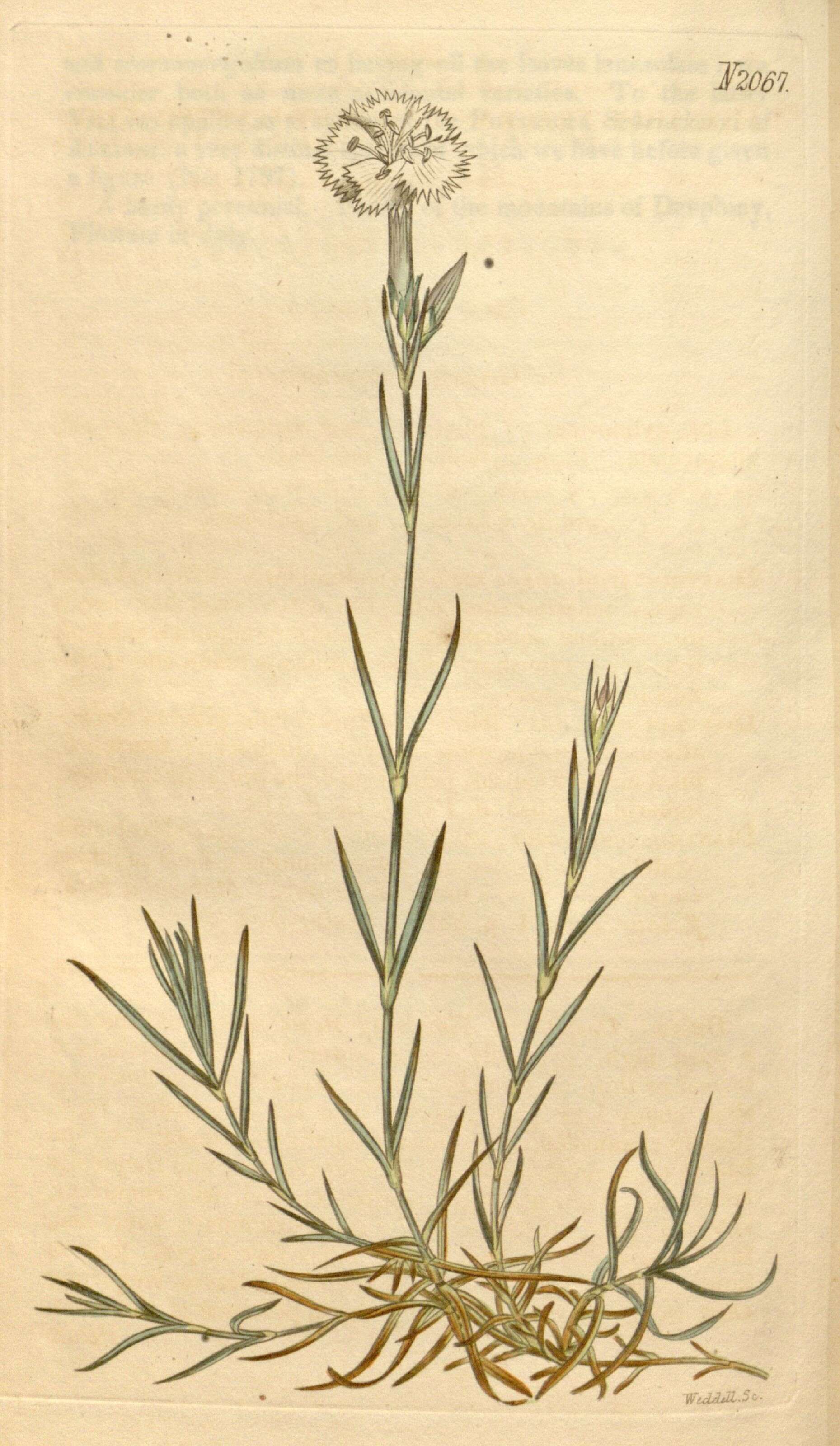 Plancia ëd Dianthus fragrans Bieb.