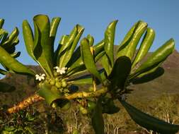 Image of Fan Flower