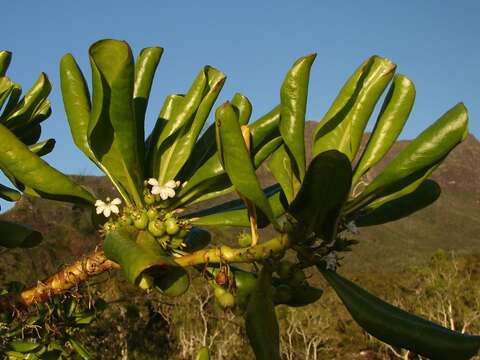 Image of Half-Flower