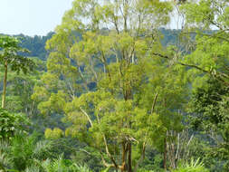 Image of Peruvian almond