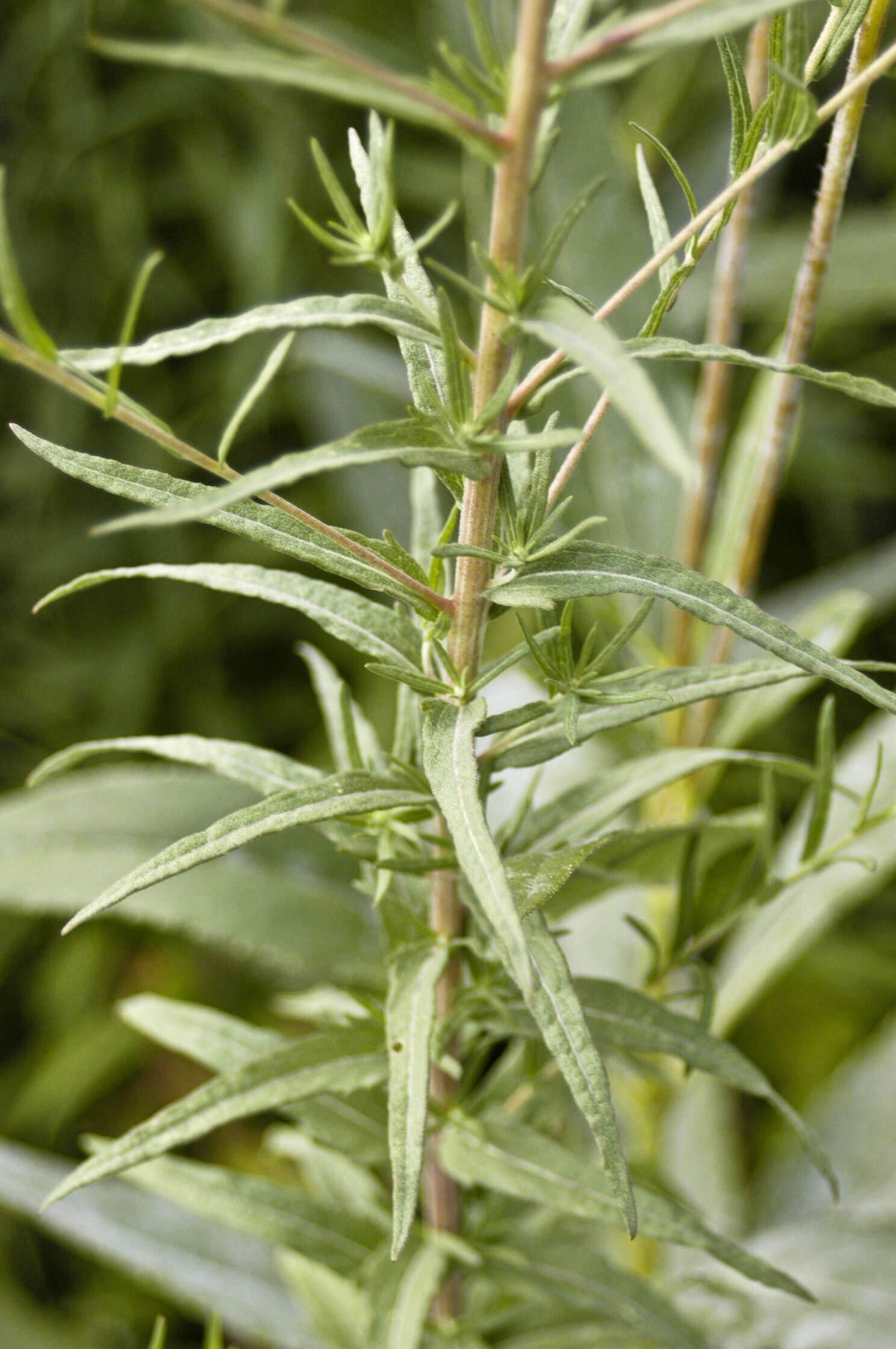 Brickellia eupatorioides (L.) Shinn.的圖片