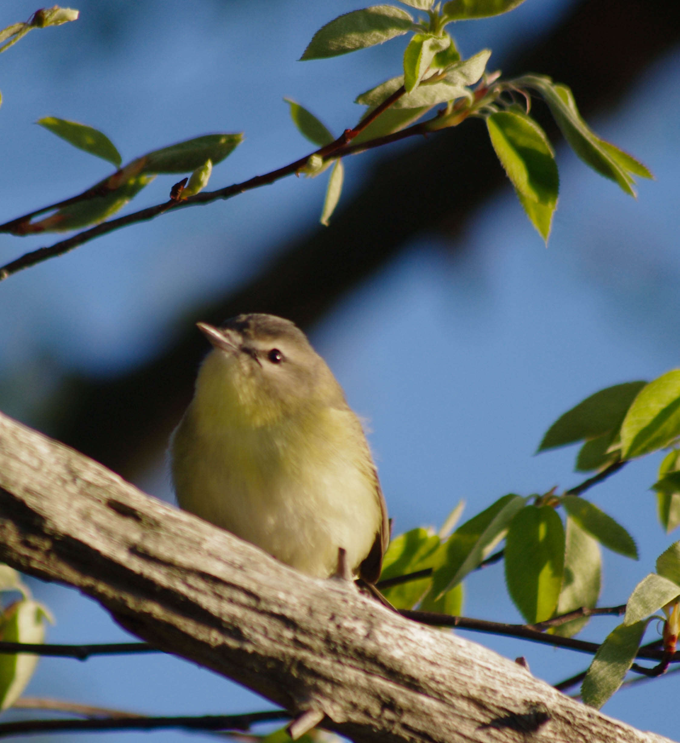 Image of Vireo Vieillot 1808