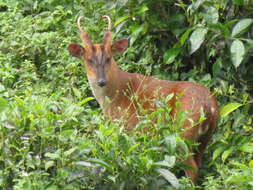 Image of Barking Deer sp.