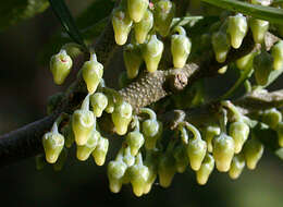 Image of Melicytus dentatus (R. Br. ex DC.) Molloy & D. J. Mabberley