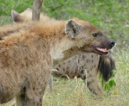 Image of Spotted Hyaenas