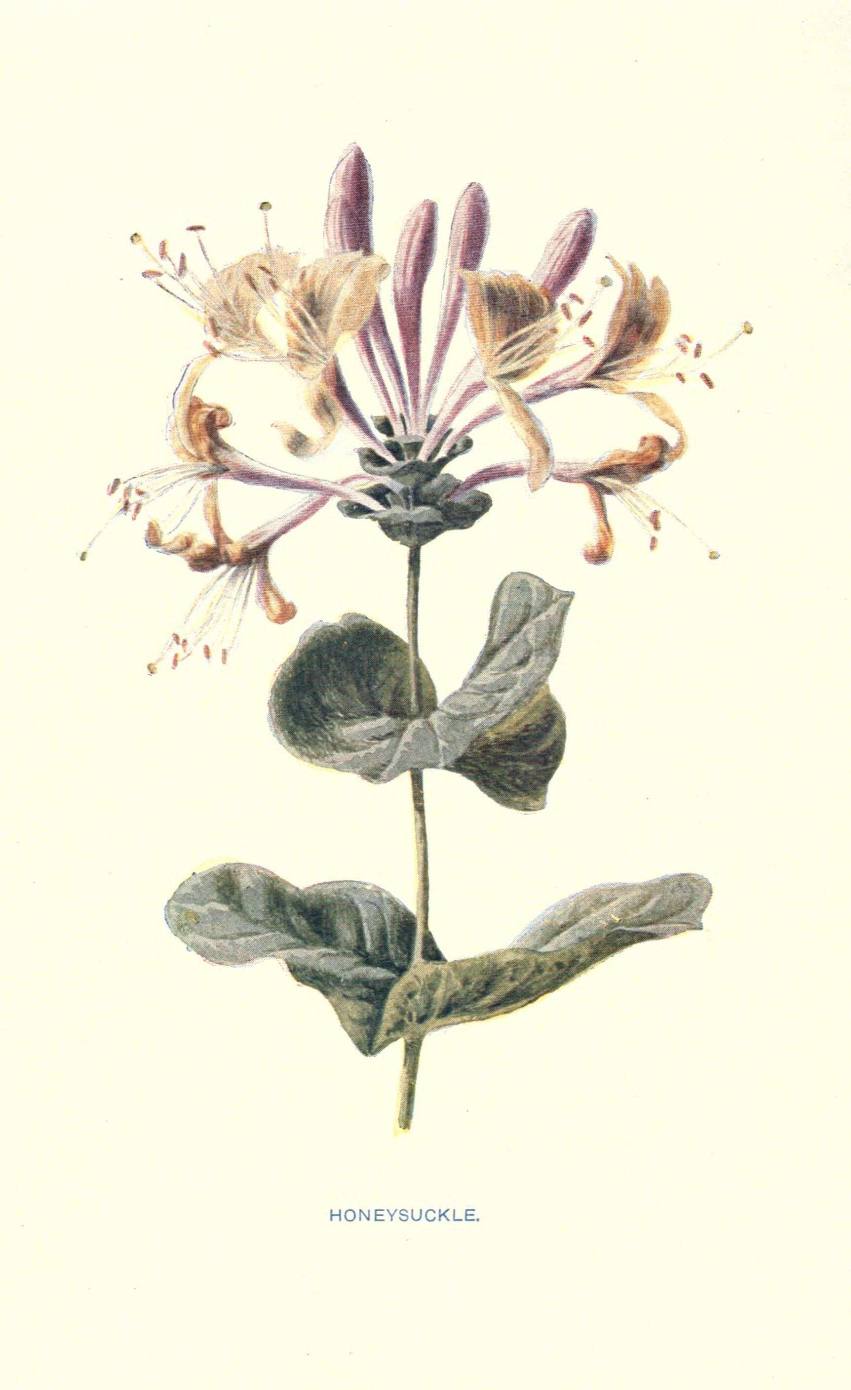 Imagem de Lonicera caprifolium L.