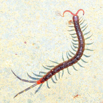 Image of Otostigmus subgen. Otostigmus Porat 1876