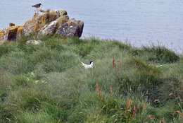 Image of Arctic Tern