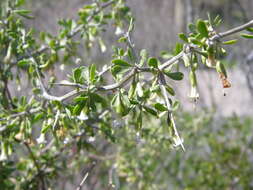 Image of Arizona desert-thorn