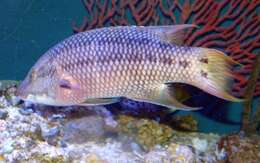 Image of Mexican hogfish