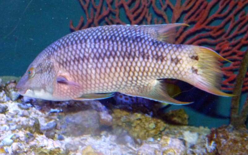 Image of Mexican hogfish