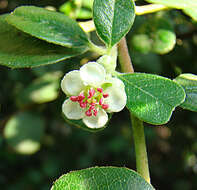 Malacomeles denticulata (Kunth) G. N. Jones的圖片