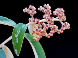 Image of Miconia albicans (Sw.) Steud.