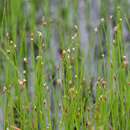 Image de Sisyrinchium atlanticum E. P. Bicknell