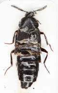 Image of Aleochara