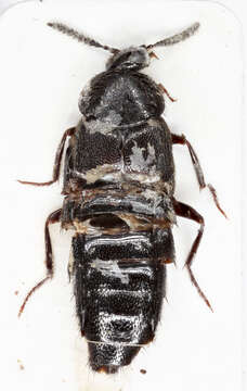 Image of Aleochara (Aleochara) lata Gravenhorst 1802