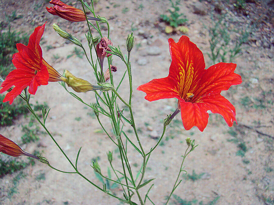 Image of salpiglossis