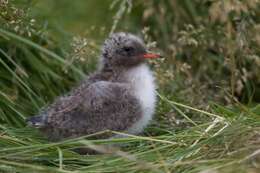 Image of Arctic Tern