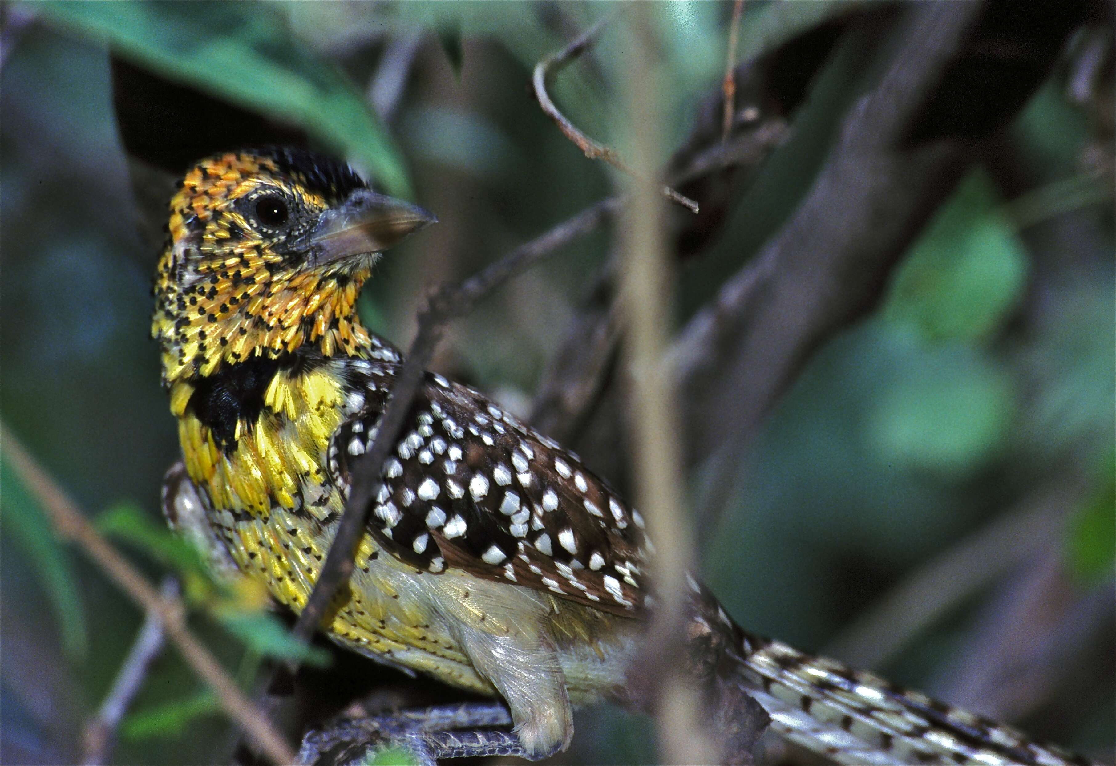 Image of African terrestrial barbets