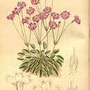 Primula tibetica Watt resmi