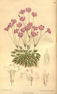 Image of Primula tibetica Watt